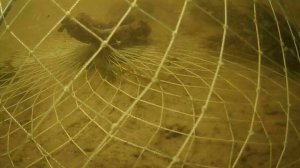 Раколовки подводная съемка, под водой, раки залазят в раколовку, underwater filming