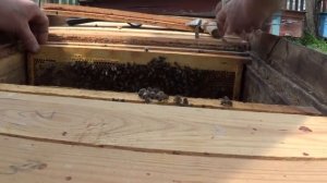 Чистка ульев после зимовки