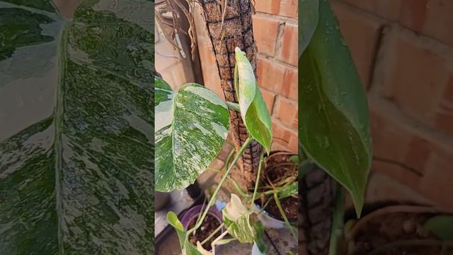 монстера Альба #монстера смотреть онлайн