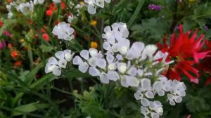 Статица цветет