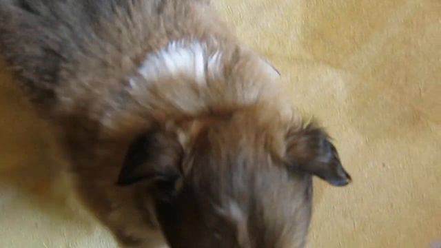 2023-05-09 - щенки колли 1 месяц ровно. Рыжий мальчик доступен к резервированию смотреть онлайн