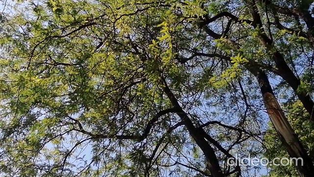 Гледичія- незвичайна гостя з Північної Америки. смотреть онлайн