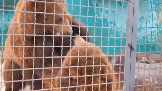 Игры самарских мишек в Тайгане смотреть онлайн