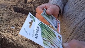 Лук Батун в зиму сеять: надо ли?