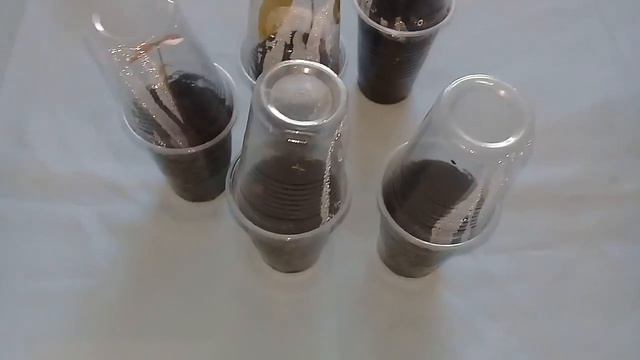 🍑ЛИЧИ из СЕМЯН🍑НЕОБЫЧНЫЕ КОМНАТНЫЕ РАСТЕНИЯ В ДОМЕ🍑#2/2019 смотреть онлайн