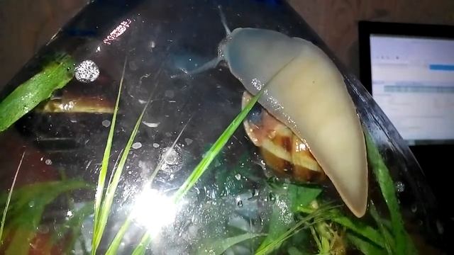 Улитка двигается