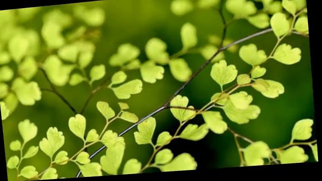 Оказалась сильнее любовь ... Стихи. смотреть онлайн