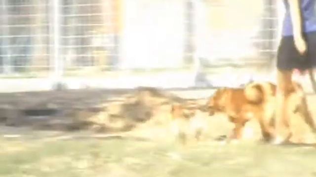 Можно ли гулять с карело-финскими лайками без поводка? смотреть онлайн