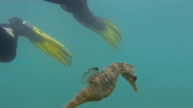 Крым. Морской конёк Адалары смотреть онлайн