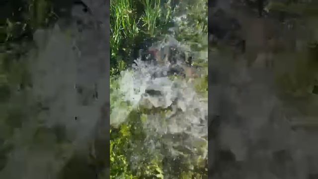 Рыбалка утором