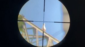 Охота на Ворон и Морских чаек. Crow Hunting 2022. Кроухантинг. 177 Calibr. Охота на ворон