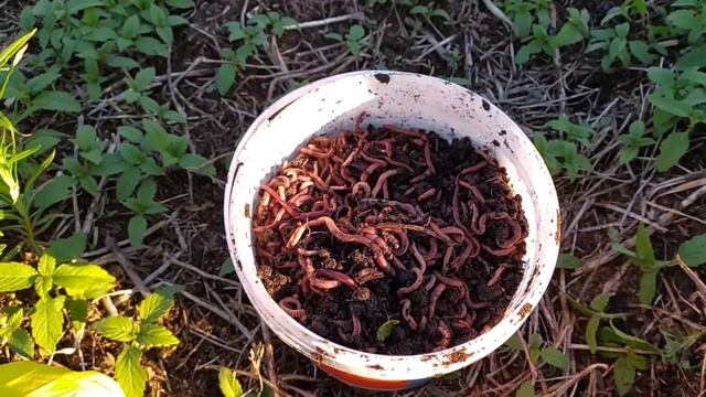 Пришли копать червей и ОФИГЕЛИ ОТ КОЛИЧЕСТВА. Почему мы скормили всё рыбам? смотреть онлайн