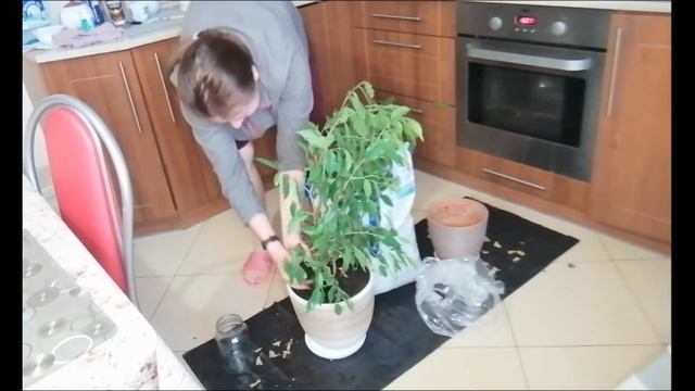 Как называется этот цветок? Пересаживаю фикус Фикус. смотреть онлайн