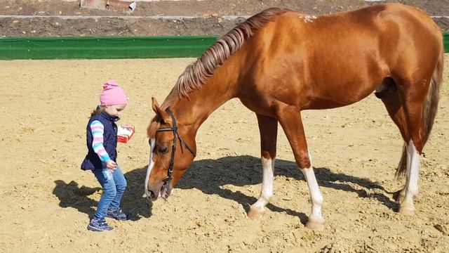 Донской жеребец Табель смотреть онлайн