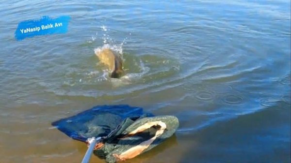 Big Fishing with Float Rod||Great Carp Hunting||Big Fish Hunting with Silver Fish 2022 1 155