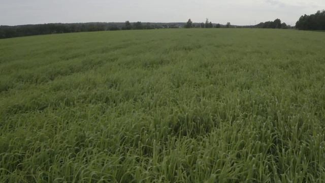 2020 06 зеленое поле с травой рыбушкино смотреть онлайн