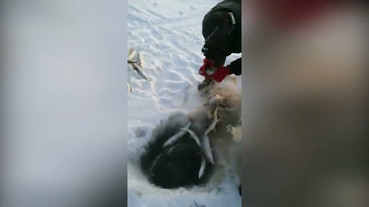 Чокурдах Вечерняя Подледка смотреть онлайн
