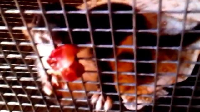 Поймала ласку. И что с ней делать? смотреть онлайн