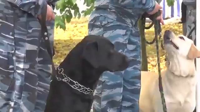Данилов-город собак ДИА-ТВ смотреть онлайн