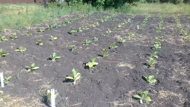 Дача засохла. смотреть онлайн