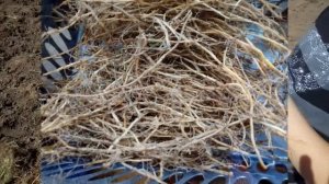 Сбор КОРНЯ ПЫРЕЯ. ТОЛЬКО ВЫ! Сможете заготовить качественное сырье - Домашний лекарь - выпуск № 68