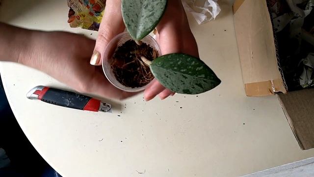 Хойя - распаковка посылки смотреть онлайн