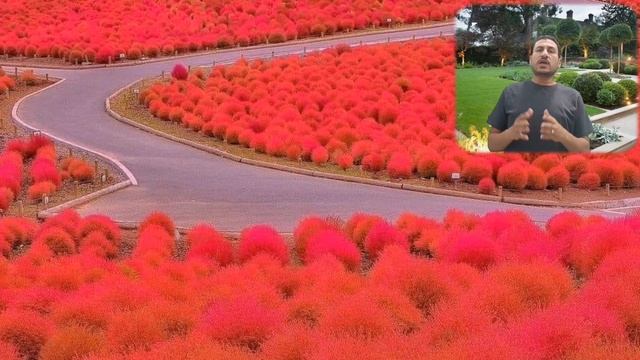 كل شئ عن نبات الكوكيا ( مكنسة الجنة) Kochia scoparia смотреть онлайн