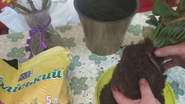 Сингониум Розовый посадка смотреть онлайн