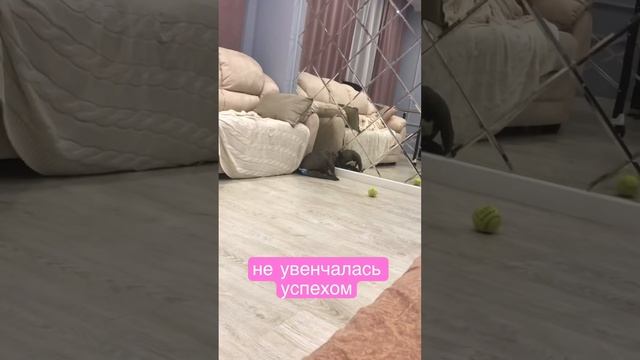 Французский бульдог и памперс смотреть онлайн