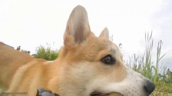 Собака украла камеру