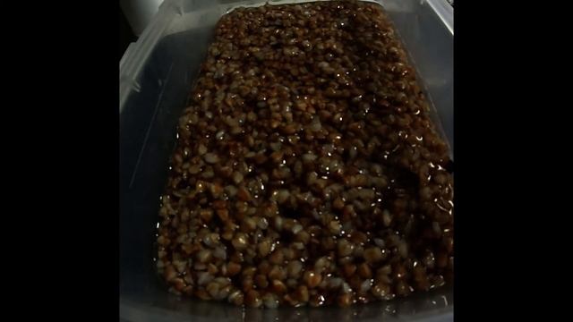 7 часов за 14 секунд. Гречка в воде. смотреть онлайн