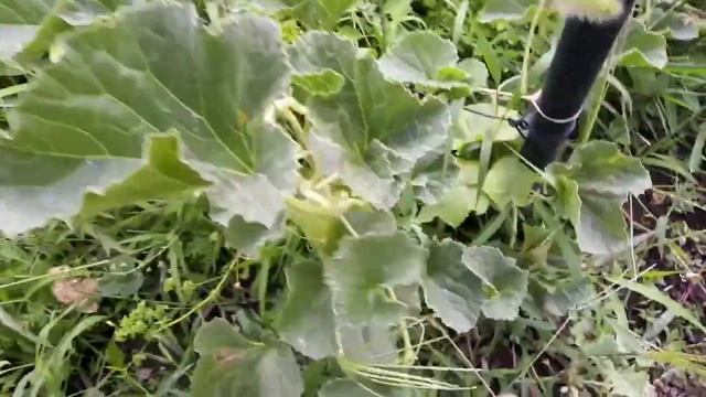 Как вырастить Арбузы и Дыни на даче? смотреть онлайн
