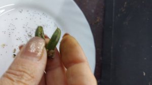 Как собрать семена Эустомы после цветения/ Тысячи семян Эустомы БЕСПЛАТНО!!!