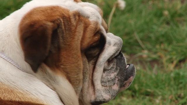 АНГЛИЙСКИЙ БУЛЬДОГ. Плюсы и минусы породы ENGLISH BULLDOG