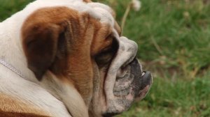 АНГЛИЙСКИЙ БУЛЬДОГ. Плюсы и минусы породы ENGLISH BULLDOG