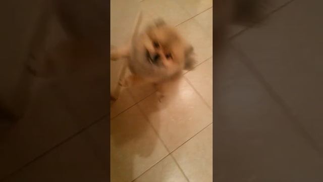 Красавчик шпиц по имени Денни танцует!