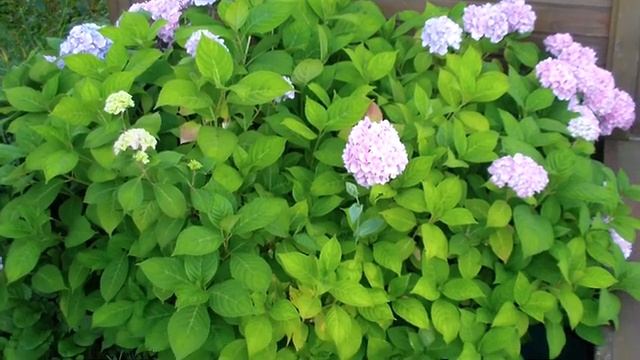 Смена цвета гортензии после использования подкрашивающего средства! смотреть онлайн
