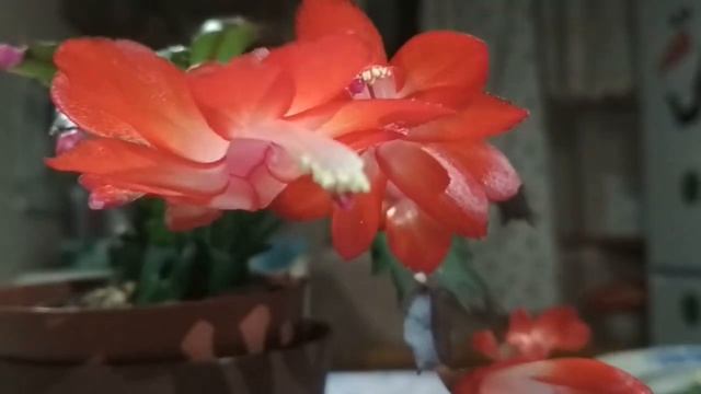 Расцвел декабрист... смотреть онлайн