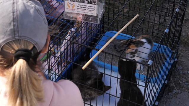 Фестиваль Белого кролика 2018 смотреть онлайн