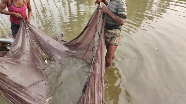 Live Net Fishing-Big Fish Catching From Fish Farm-Huge Carp Fishing by Net смотреть онлайн