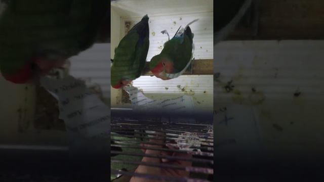 Попугай украшает себя бумагой