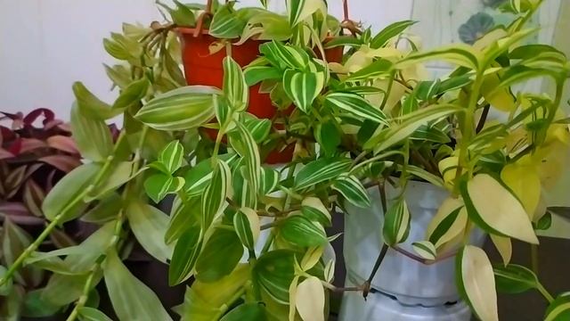 КОМНАТНЫЙ ЦВЕТНИК. КОМНАТНЫЕ ЦВЕТЫ - МОЯ НОВИНКА. ЦВЕТОЧНЫЕ НОВОСТИ. ТРАДЕСКАНЦИИ смотреть онлайн