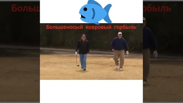 Большеносый ковровый горбыль, отрывок несносный дед рыбалка смотреть онлайн