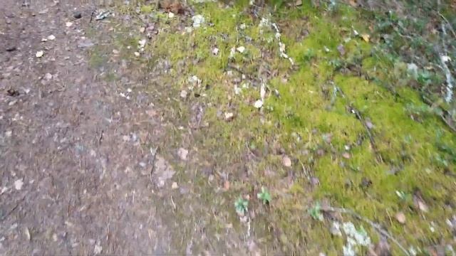 Красивые грибочки Костромской области смотреть онлайн