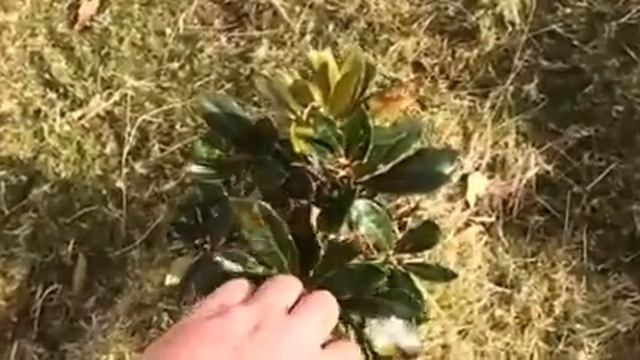 kill a rhododendron every time you go to the park смотреть онлайн