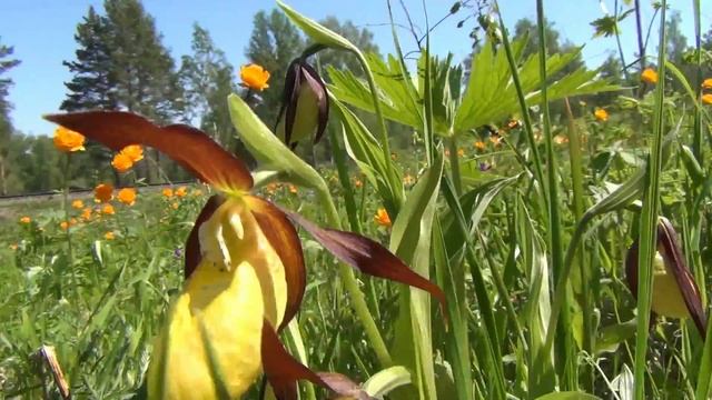 Редкие цветы сибири / Сибирская орхидея / лесная орхидея / +Экстаежник смотреть онлайн