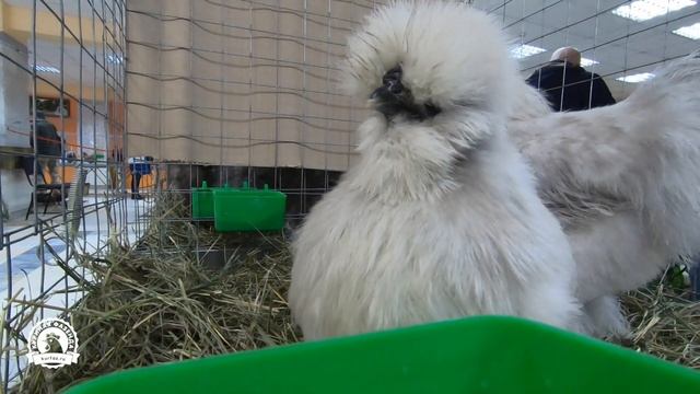 Выставка «Гордость России – 2019»: кохинхин, брама, орловские, шелковые, падуан и другие породы кур смотреть онлайн