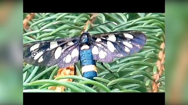 Просто для души !!!!! Не хочу отпускать лето!!!!!!!! смотреть онлайн