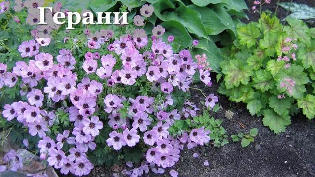 Разрешите представиться - питомник растений Ситцевый Сад. Что выращиваем, чем можем быть интересны. смотреть онлайн