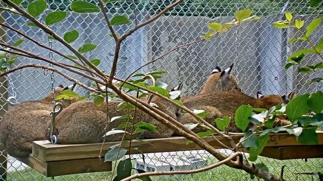 Bravo, Tango, Echo & Foxtrot on BRIC cam, October 1 смотреть онлайн